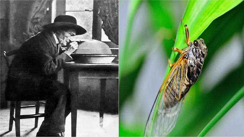 第五单元名著导读《昆虫记》课件-2020年秋部编版八年级语文上册03