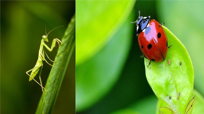 第五单元名著导读《昆虫记》课件-2020年秋部编版八年级语文上册04