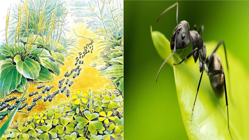 第五单元名著导读《昆虫记》课件-2020年秋部编版八年级语文上册06