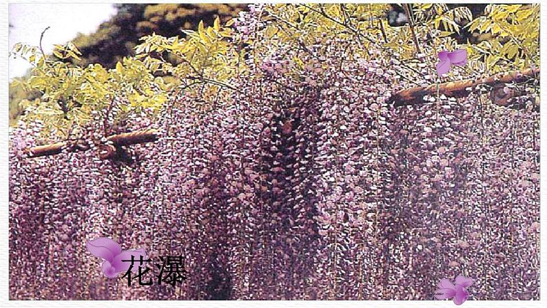 17紫藤萝瀑布 课件-七年级语文下册第7页