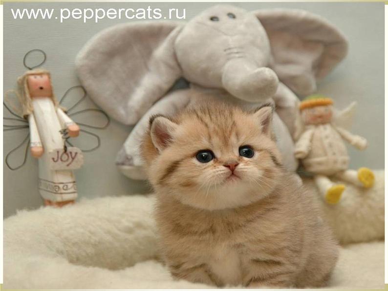 人教版七年级上册语文第五单元01 《猫》第一课时随堂课件第4页