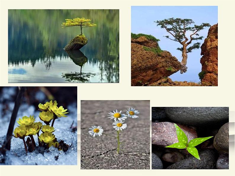 人教版八年级上册语文第四单元《散文二篇》（第一课时）随堂课件03