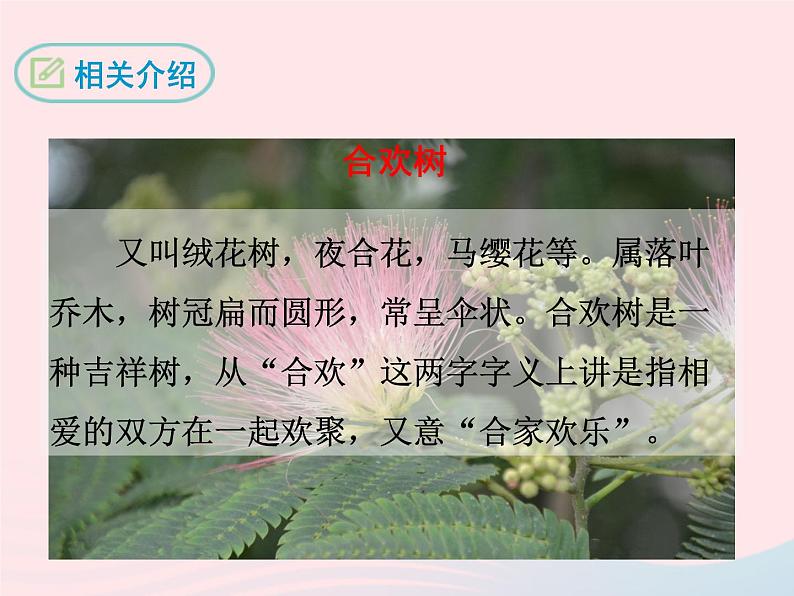 八年级下语文课件四   合欢树_语文版（2016）06