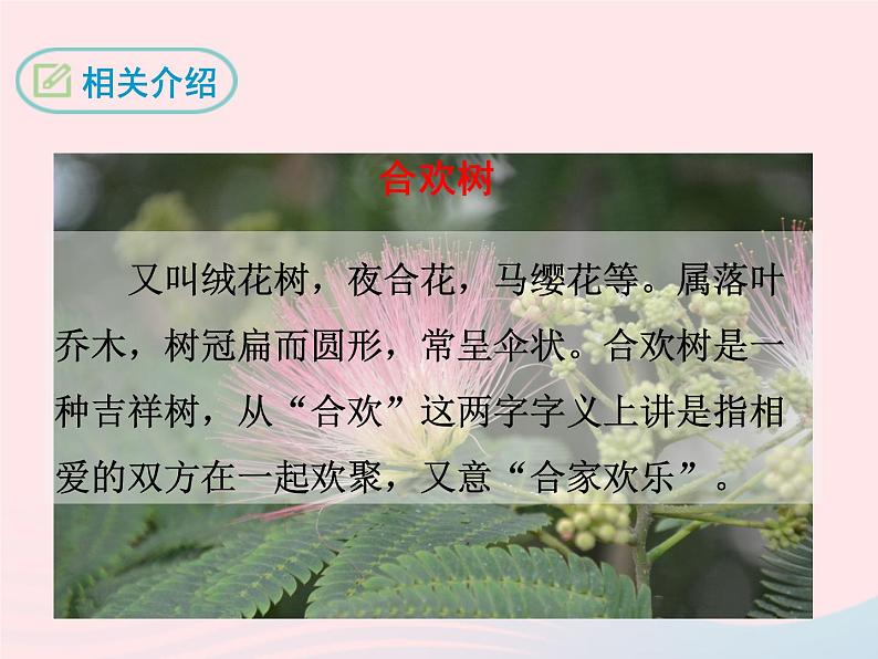 八年级下语文课件八年级语文下册第一单元四合欢树课件语文版_语文版（2016）06