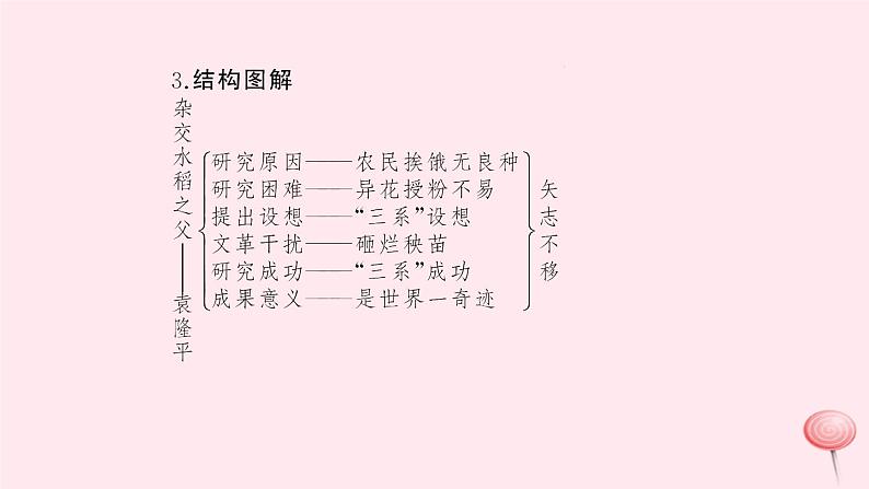 八年级语文上册第三单元11杂交水稻之父——袁隆平习题课件语文版05