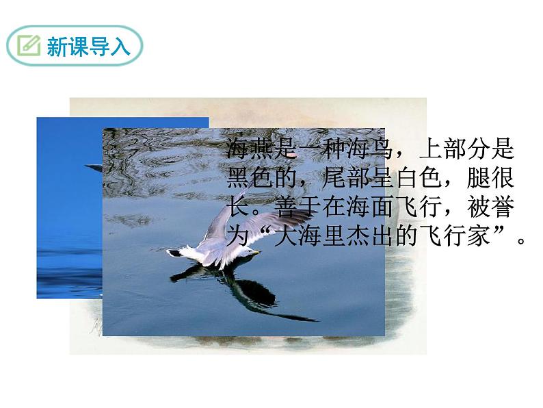 部编版九年级下册PPT课件：4.海燕04