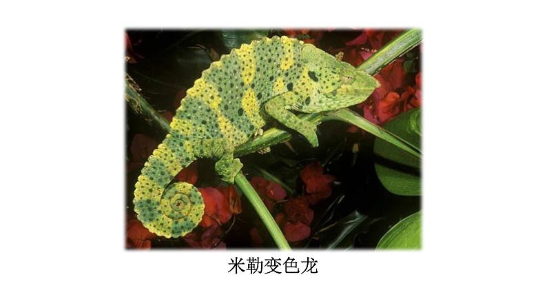 部编版九年级下册PPT课件：6.变色龙04