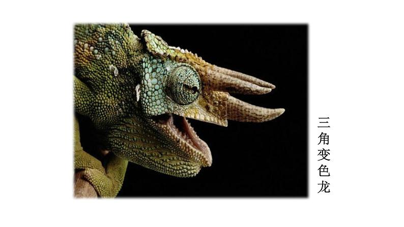 部编版九年级下册PPT课件：6.变色龙05