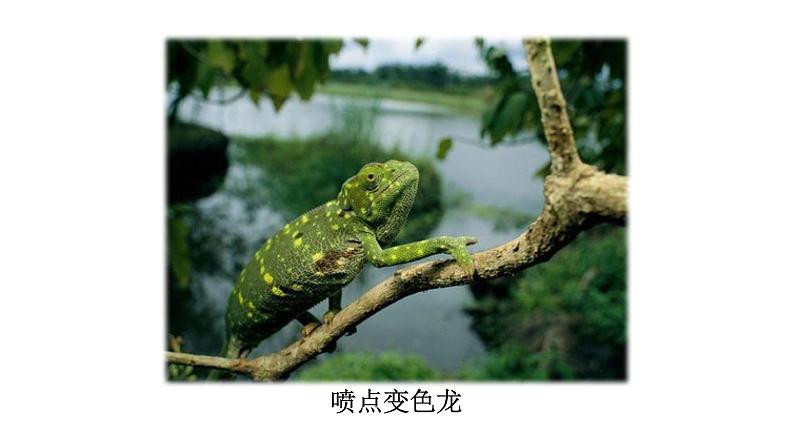 部编版九年级下册PPT课件：6.变色龙06