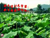 5.《大自然的语言》课件+朗读素材