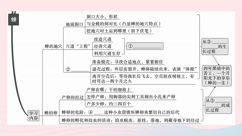 （武汉专版）八年级语文上册第五单元20蝉课件新人教版03