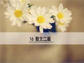 2020秋八年级语文上册第四单元16散文二篇课件新人教版