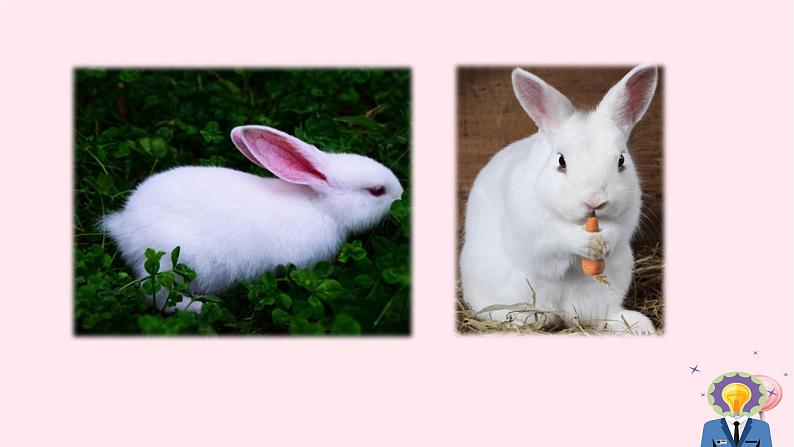 八年级语文上册第五单元写作说明事物要抓住特征课件新人教版06