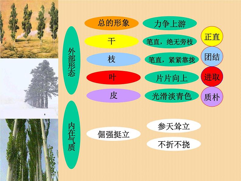 八年级上语文课件《白杨礼赞》  人教版（2016部编版） (1)03