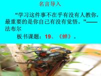 初中人教部编版19* 蝉教课内容ppt课件