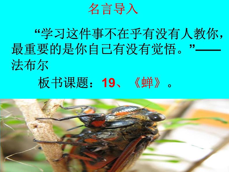 八年级上语文课件《蝉》  人教版（2016部编版） (3)01