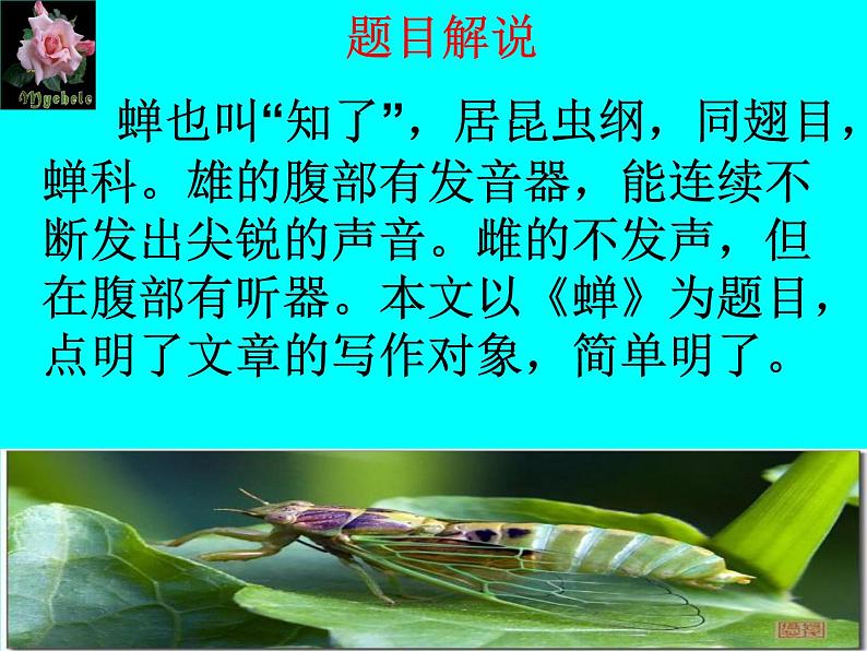 八年级上语文课件《蝉》  人教版（2016部编版） (3)04