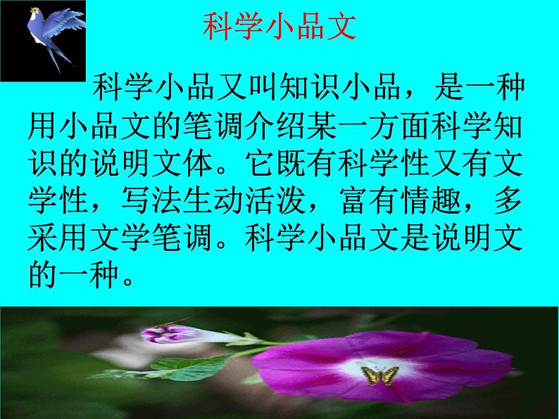 八年级上语文课件《蝉》  人教版（2016部编版） (3)05