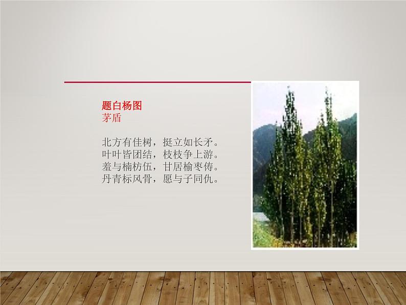 八年级上语文课件《白杨礼赞》  人教版（2016部编版） (9)07