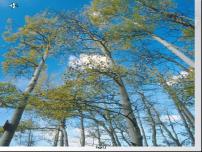 人教部编版八年级上册14 白杨礼赞多媒体教学课件ppt