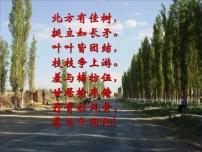 语文八年级上册14 白杨礼赞多媒体教学ppt课件