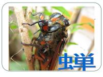 初中语文人教部编版八年级上册19* 蝉评课ppt课件