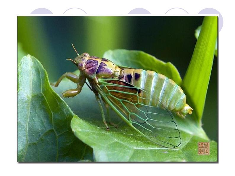 八年级上语文课件《蝉》  人教版（2016部编版） (2)02