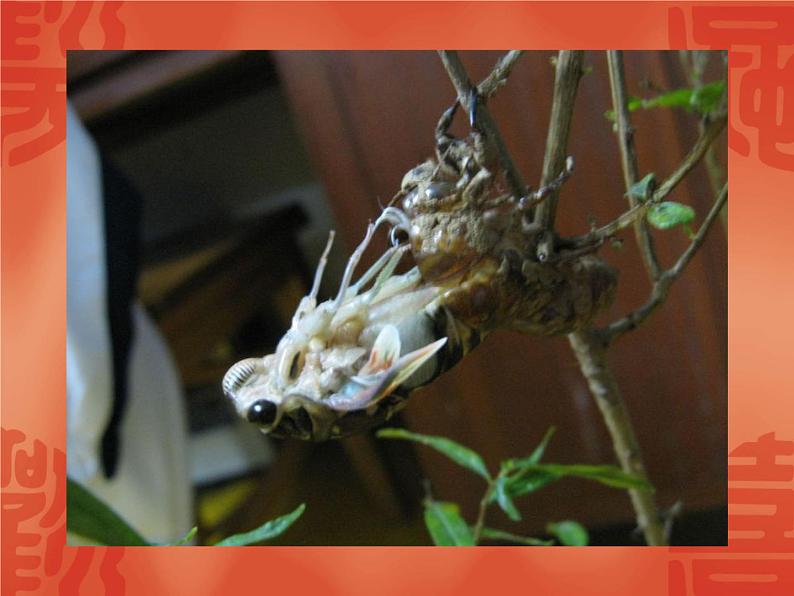 八年级上语文课件《蝉》  人教版（2016部编版） (2)03