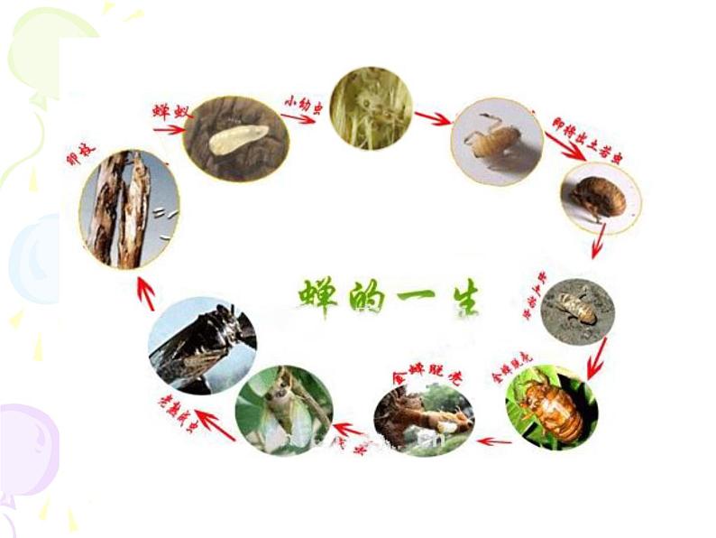 八年级上语文课件《蝉》  人教版（2016部编版） (2)04