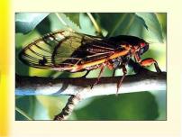 初中语文19* 蝉课堂教学ppt课件