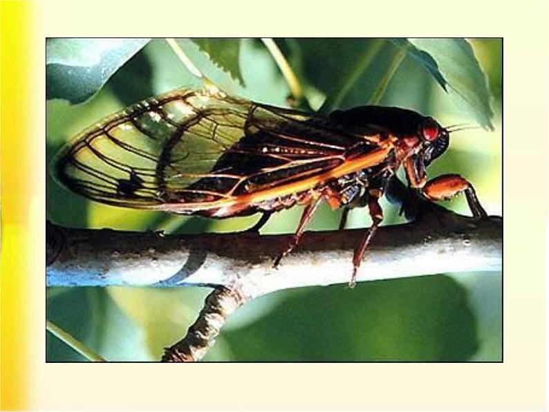 八年级上语文课件《蝉》  人教版（2016部编版） (8)01