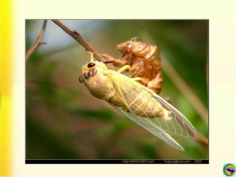 八年级上语文课件《蝉》  人教版（2016部编版） (8)02