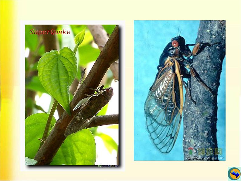 八年级上语文课件《蝉》  人教版（2016部编版） (8)03