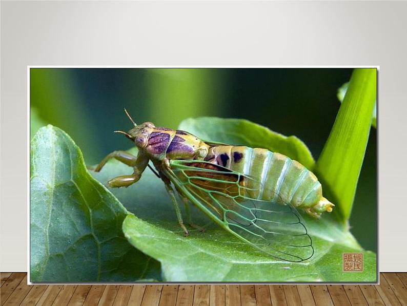 八年级上语文课件《蝉》  人教版（2016部编版） (7)02