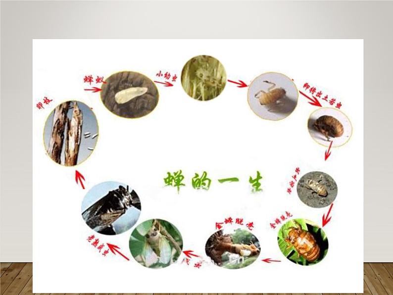 八年级上语文课件《蝉》  人教版（2016部编版） (7)03