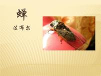 初中语文人教部编版八年级上册19* 蝉图文课件ppt