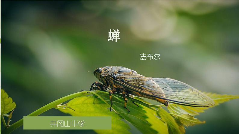 八年级上语文课件《蝉》  人教版（2016部编版） (5)02