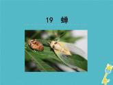 八年级上语文课件《蝉》  人教版（2016部编版） (4)