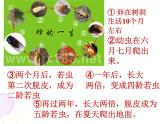 八年级上语文课件《蝉》  人教版（2016部编版） (10)