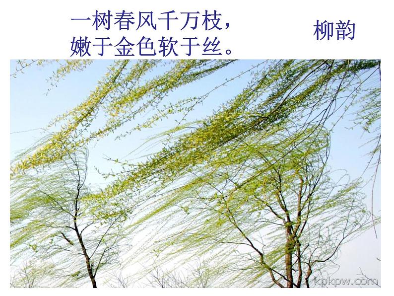 八年级上语文课件《白杨礼赞》  人教版（2016部编版） (7)01