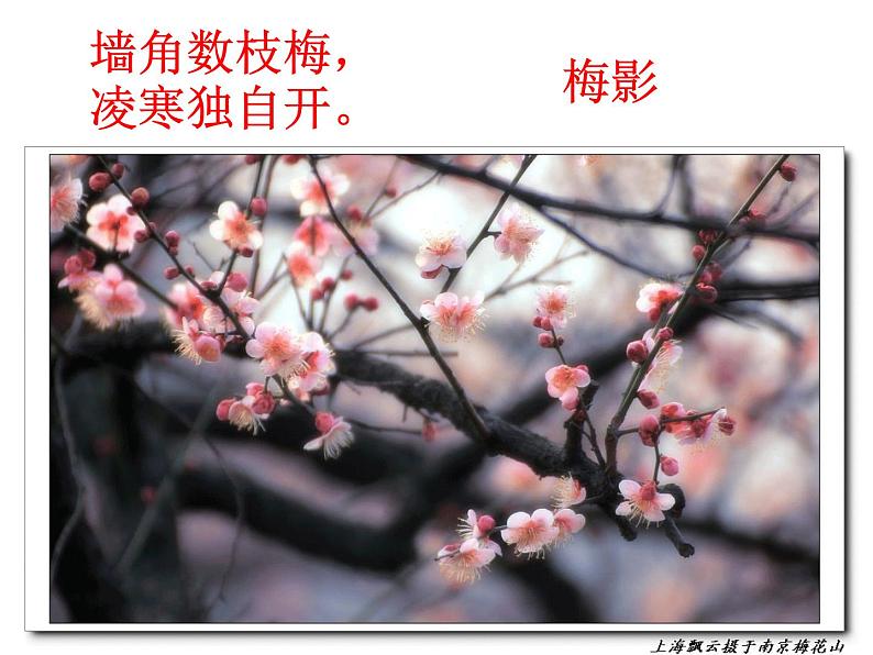 八年级上语文课件《白杨礼赞》  人教版（2016部编版） (7)03