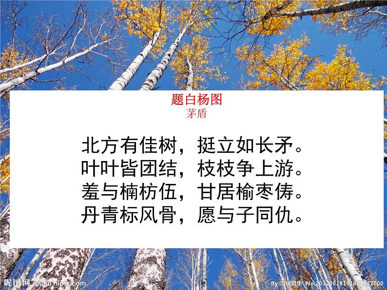 八年级上语文课件《白杨礼赞》  人教版（2016部编版） (7)07