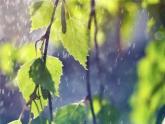 八年级上语文课件《昆明的雨》  人教版（2016部编版） (5)