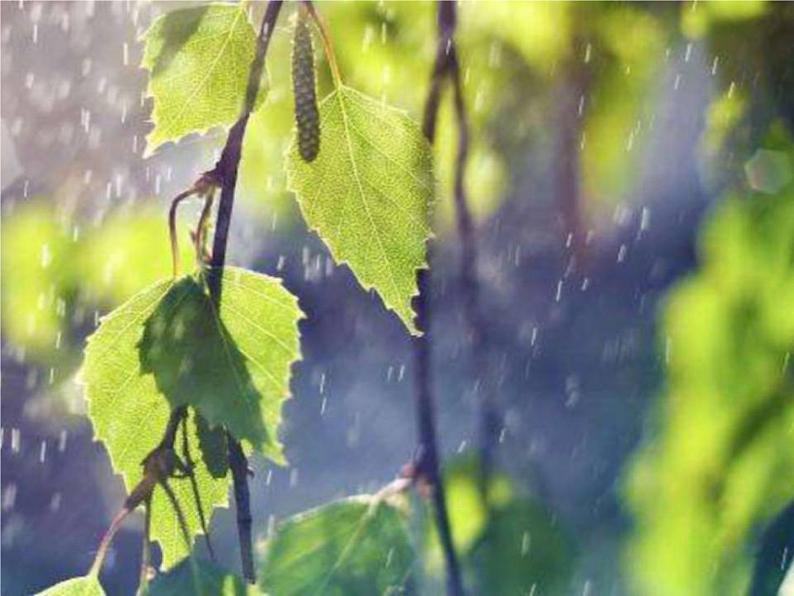 八年级上语文课件《昆明的雨》  人教版（2016部编版） (5)01