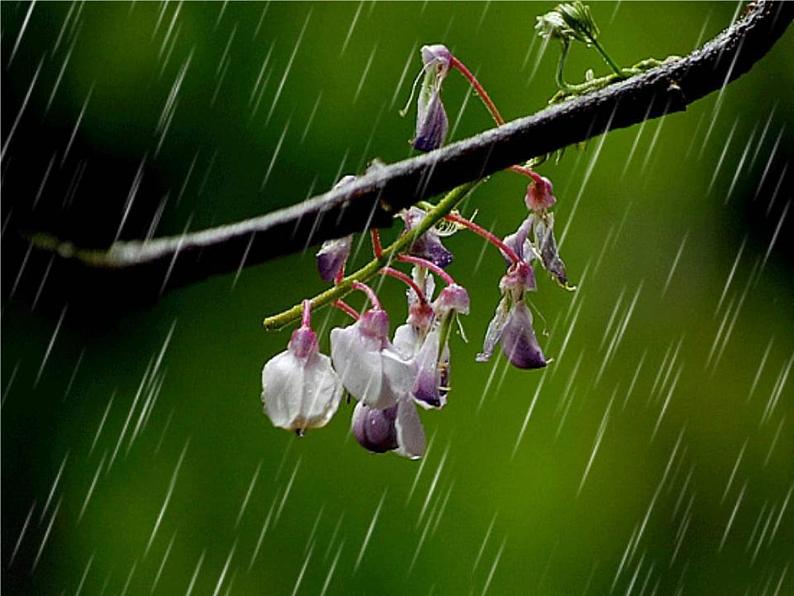 八年级上语文课件《昆明的雨》  人教版（2016部编版） (5)02