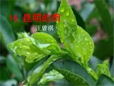 八年级上语文课件《昆明的雨》  人教版（2016部编版） (5)