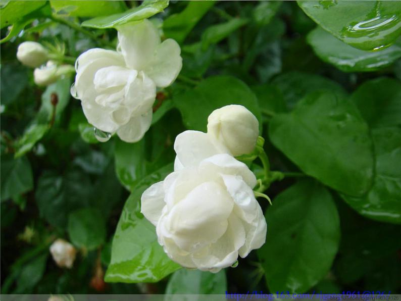 八年级上语文课件《昆明的雨》  人教版（2016部编版） (6)第2页