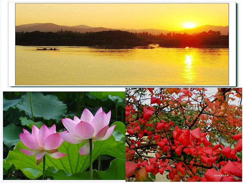 八年级上语文课件《钱塘湖春行》  人教版（2016部编版） (3)第8页