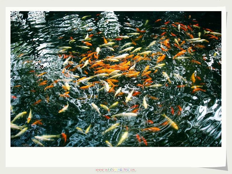 八年级上语文课件《与朱元思书》  人教版（2016部编版） (4)07