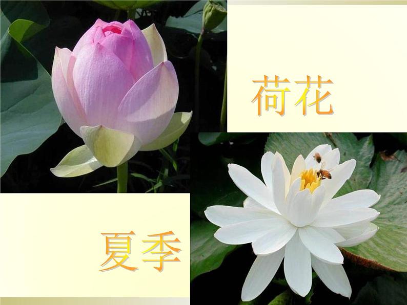 八年级下册语文课件《大自然的语言》  人教版（2016部编版） (4)第3页